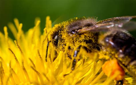 do bees like music while buzzing around flowers