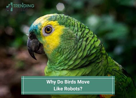 Why Do Birds Dance? And Why Do They Sometimes Forget the Steps?